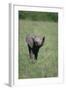 Baby Elephant Lifting its Trunk-DLILLC-Framed Photographic Print