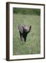 Baby Elephant Lifting its Trunk-DLILLC-Framed Photographic Print