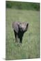 Baby Elephant Lifting its Trunk-DLILLC-Mounted Photographic Print