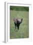 Baby Elephant Lifting its Trunk-DLILLC-Framed Photographic Print