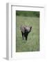 Baby Elephant Lifting its Trunk-DLILLC-Framed Photographic Print