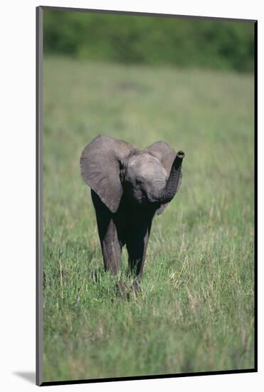 Baby Elephant Lifting its Trunk-DLILLC-Mounted Photographic Print
