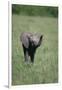 Baby Elephant Lifting its Trunk-DLILLC-Framed Photographic Print