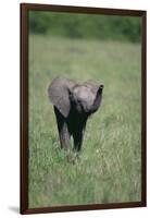 Baby Elephant Lifting its Trunk-DLILLC-Framed Photographic Print