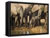 Baby Elephant, Loxodonta Africana, Eastern Cape, South Africa-Ann & Steve Toon-Framed Stretched Canvas