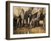 Baby Elephant, Loxodonta Africana, Eastern Cape, South Africa-Ann & Steve Toon-Framed Photographic Print