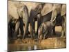 Baby Elephant, Loxodonta Africana, Eastern Cape, South Africa-Ann & Steve Toon-Mounted Photographic Print