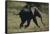 Baby Elephant Running-DLILLC-Framed Stretched Canvas