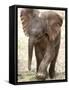 Baby Elephant's First Public Appearance, Zoo of Berlin, Berlin, Germany-Michael Sohn-Framed Stretched Canvas