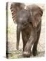 Baby Elephant's First Public Appearance, Zoo of Berlin, Berlin, Germany-Michael Sohn-Stretched Canvas