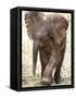 Baby Elephant's First Public Appearance, Zoo of Berlin, Berlin, Germany-Michael Sohn-Framed Stretched Canvas