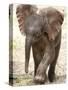 Baby Elephant's First Public Appearance, Zoo of Berlin, Berlin, Germany-Michael Sohn-Stretched Canvas