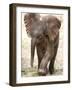 Baby Elephant's First Public Appearance, Zoo of Berlin, Berlin, Germany-Michael Sohn-Framed Photographic Print