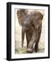 Baby Elephant's First Public Appearance, Zoo of Berlin, Berlin, Germany-Michael Sohn-Framed Photographic Print