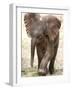 Baby Elephant's First Public Appearance, Zoo of Berlin, Berlin, Germany-Michael Sohn-Framed Photographic Print