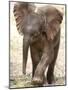 Baby Elephant's First Public Appearance, Zoo of Berlin, Berlin, Germany-Michael Sohn-Mounted Photographic Print