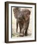 Baby Elephant's First Public Appearance, Zoo of Berlin, Berlin, Germany-Michael Sohn-Framed Photographic Print
