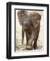 Baby Elephant's First Public Appearance, Zoo of Berlin, Berlin, Germany-Michael Sohn-Framed Photographic Print