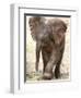 Baby Elephant's First Public Appearance, Zoo of Berlin, Berlin, Germany-Michael Sohn-Framed Photographic Print