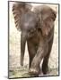 Baby Elephant's First Public Appearance, Zoo of Berlin, Berlin, Germany-Michael Sohn-Mounted Photographic Print