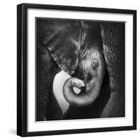 Baby Elephant Seeking Comfort against Mother's Leg - Etosha National Park-Johan Swanepoel-Framed Photographic Print