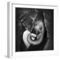 Baby Elephant Seeking Comfort against Mother's Leg - Etosha National Park-Johan Swanepoel-Framed Photographic Print