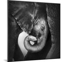 Baby Elephant Seeking Comfort against Mother's Leg - Etosha National Park-Johan Swanepoel-Mounted Photographic Print