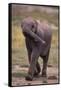 Baby Elephant Strolling-DLILLC-Framed Stretched Canvas