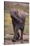 Baby Elephant Strolling-DLILLC-Stretched Canvas