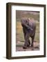 Baby Elephant Strolling-DLILLC-Framed Photographic Print