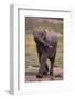 Baby Elephant Strolling-DLILLC-Framed Photographic Print