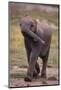 Baby Elephant Strolling-DLILLC-Mounted Photographic Print