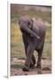 Baby Elephant Strolling-DLILLC-Framed Photographic Print
