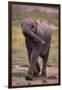 Baby Elephant Strolling-DLILLC-Framed Photographic Print