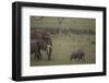 Baby Elephant Taking the Lead-DLILLC-Framed Photographic Print