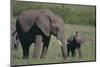 Baby Elephant Trumpeting at Mother-DLILLC-Mounted Photographic Print