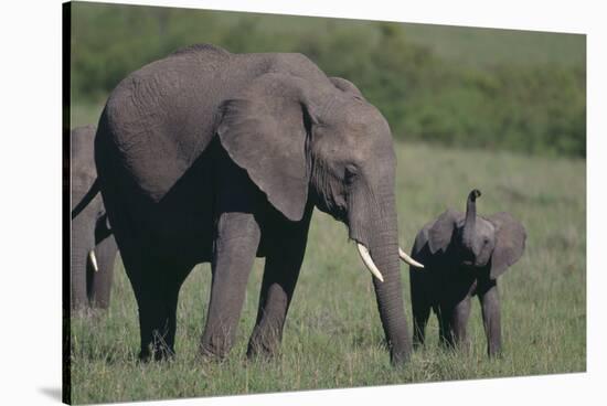 Baby Elephant Trumpeting at Mother-DLILLC-Stretched Canvas