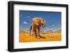 Baby elephant, Tsavo West National Park, Africa-John Wilson-Framed Photographic Print