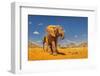 Baby elephant, Tsavo West National Park, Africa-John Wilson-Framed Photographic Print