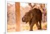 Baby elephant walking, Chitwan Elephant Sanctuary, Nepal, Asia-Laura Grier-Framed Premium Photographic Print