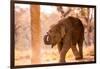 Baby elephant walking, Chitwan Elephant Sanctuary, Nepal, Asia-Laura Grier-Framed Premium Photographic Print