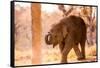Baby elephant walking, Chitwan Elephant Sanctuary, Nepal, Asia-Laura Grier-Framed Stretched Canvas