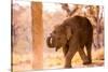 Baby elephant walking, Chitwan Elephant Sanctuary, Nepal, Asia-Laura Grier-Stretched Canvas