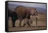 Baby Elephant Walking with Adults-DLILLC-Framed Stretched Canvas
