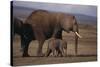 Baby Elephant Walking with Adults-DLILLC-Stretched Canvas