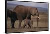 Baby Elephant Walking with Adults-DLILLC-Framed Stretched Canvas