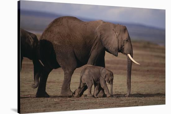 Baby Elephant Walking with Adults-DLILLC-Stretched Canvas