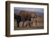 Baby Elephant Walking with Adults-DLILLC-Framed Premium Photographic Print