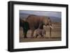 Baby Elephant Walking with Adults-DLILLC-Framed Premium Photographic Print