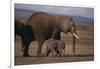 Baby Elephant Walking with Adults-DLILLC-Framed Photographic Print